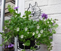 blomkruka